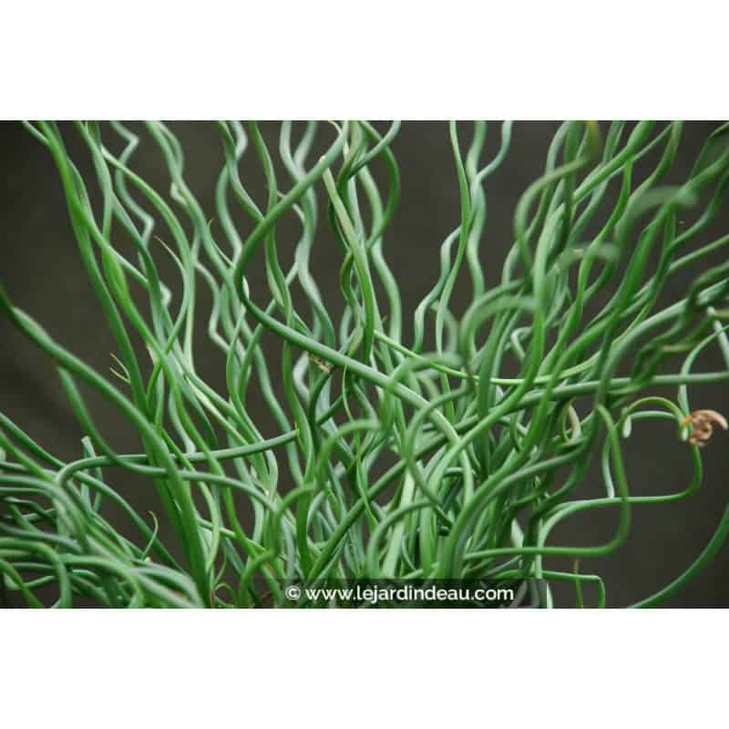 JUNCUS effusus 'Spiralis' JUNCUS effusus 'Spiralis'