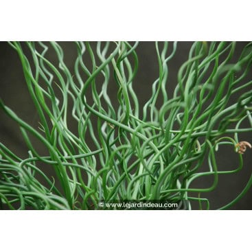 JUNCUS effusus \'Spiralis\' - Jonc tortueux