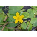 NYMPHOIDES peltata NYMPHOIDES peltata