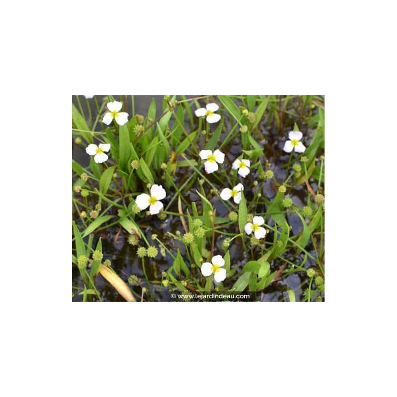 BALDELLIA ranunculoides BALDELLIA ranunculoides