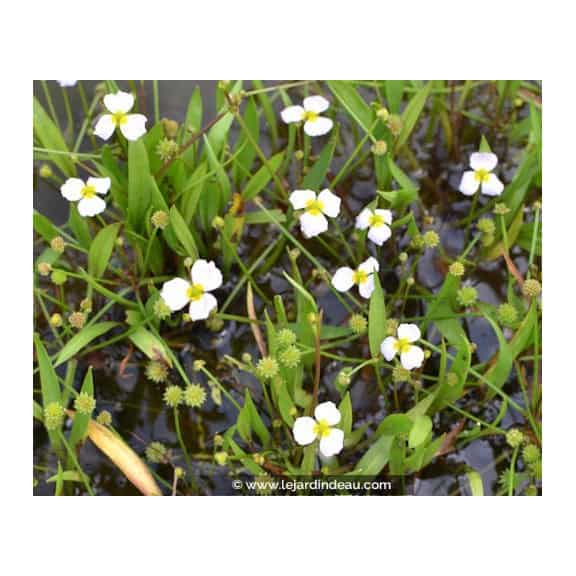 BALDELLIA ranunculoides