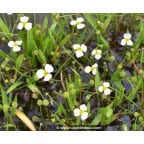 BALDELLIA ranunculoides BALDELLIA ranunculoides