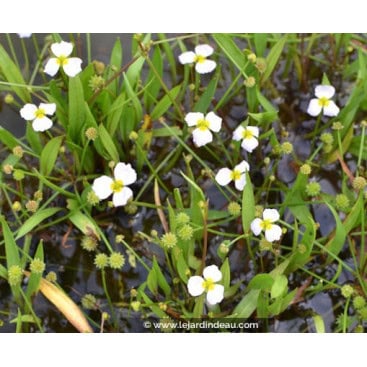 BALDELLIA ranunculoides - Flûteau fausse-renoncule