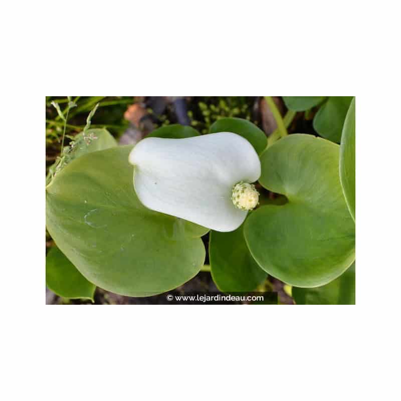 CALLA palustris CALLA palustris