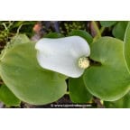 CALLA palustris CALLA palustris
