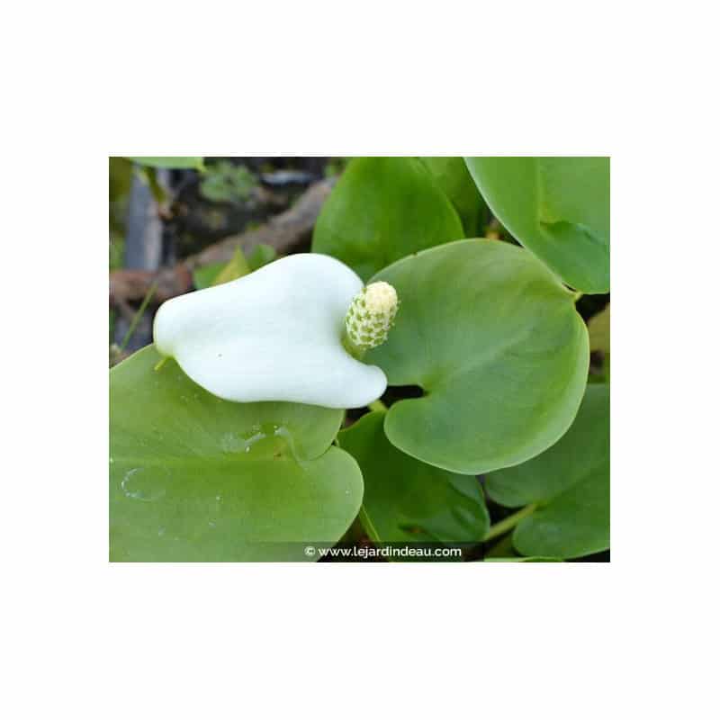 CALLA palustris CALLA palustris