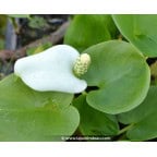 CALLA palustris CALLA palustris