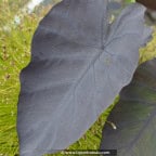 COLOCASIA 'Black Magic' COLOCASIA 'Black Magic'
