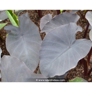 COLOCASIA \'Black Magic\' - Taro \'Black Magic\'