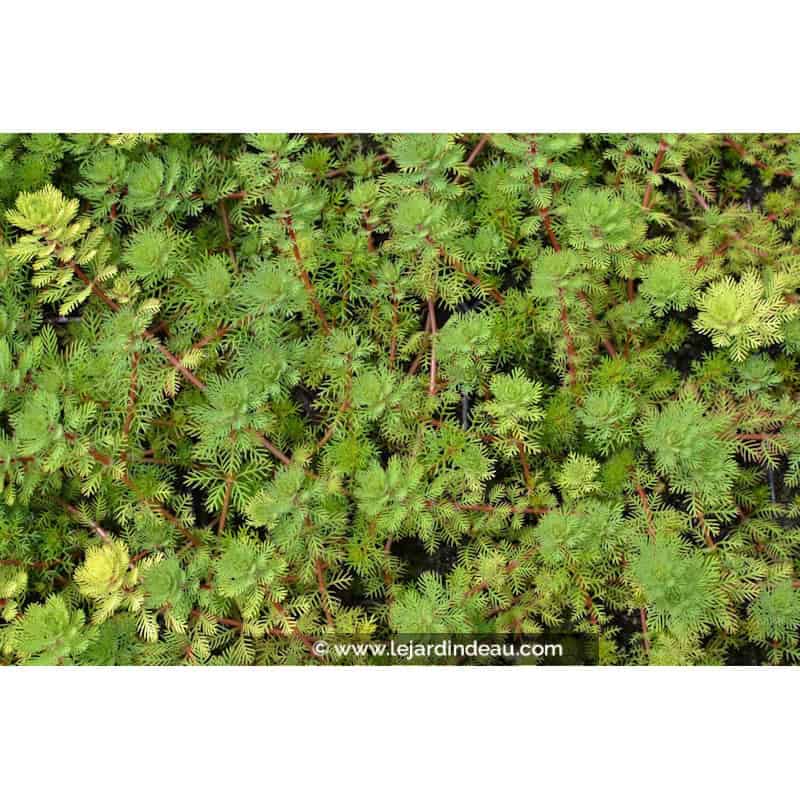 MYRIOPHYLLUM rubricaule MYRIOPHYLLUM rubricaule