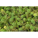 MYRIOPHYLLUM rubricaule MYRIOPHYLLUM rubricaule