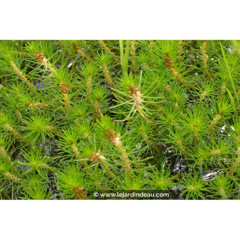 MYRIOPHYLLUM propium MYRIOPHYLLUM propium
