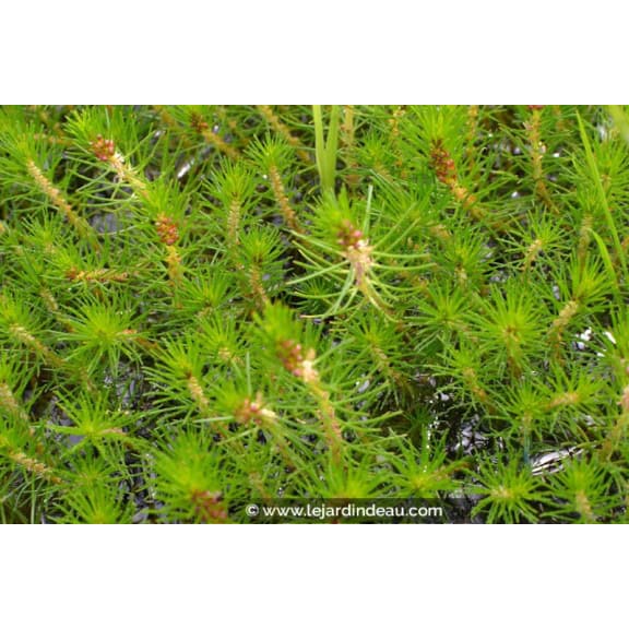 MYRIOPHYLLUM propium