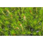 MYRIOPHYLLUM propium MYRIOPHYLLUM propium