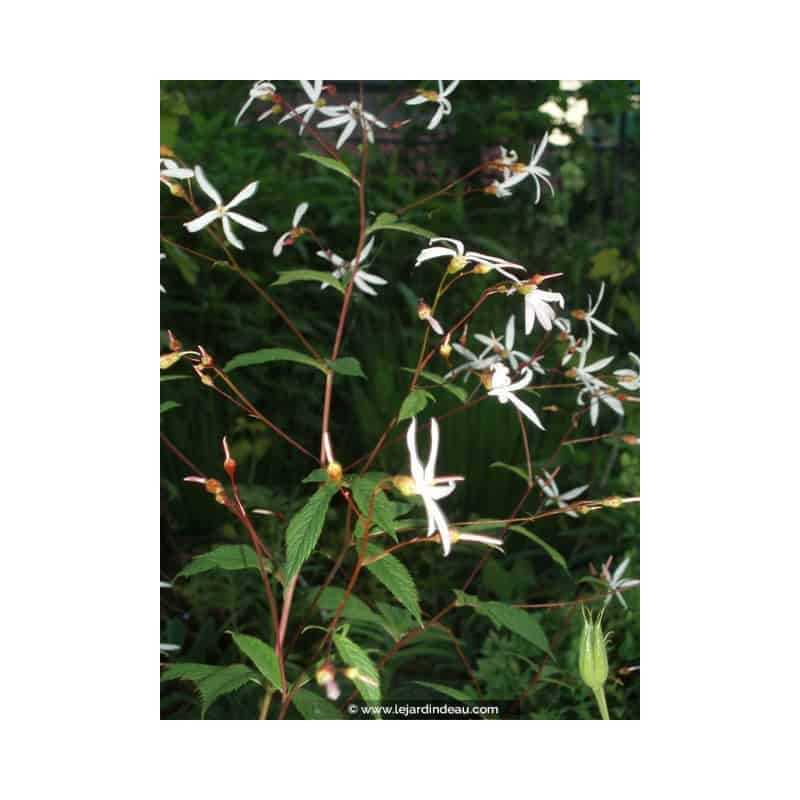 GILLENIA trifoliata GILLENIA trifoliata