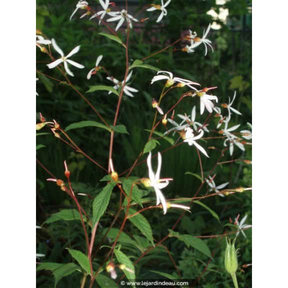 GILLENIA trifoliata