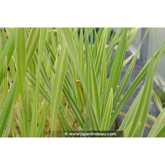 TYPHA latifolia 'Variegata'