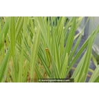 TYPHA latifolia 'Variegata'