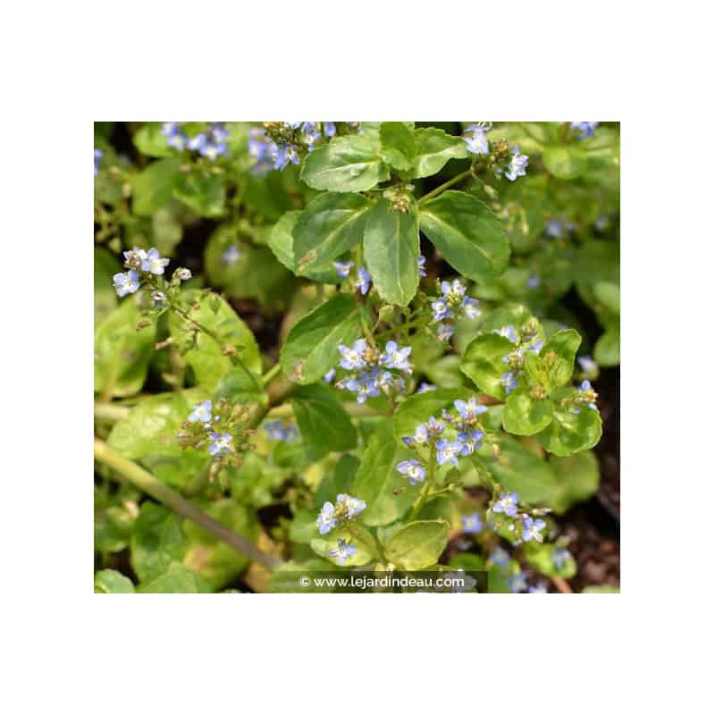 VERONICA beccabunga VERONICA beccabunga