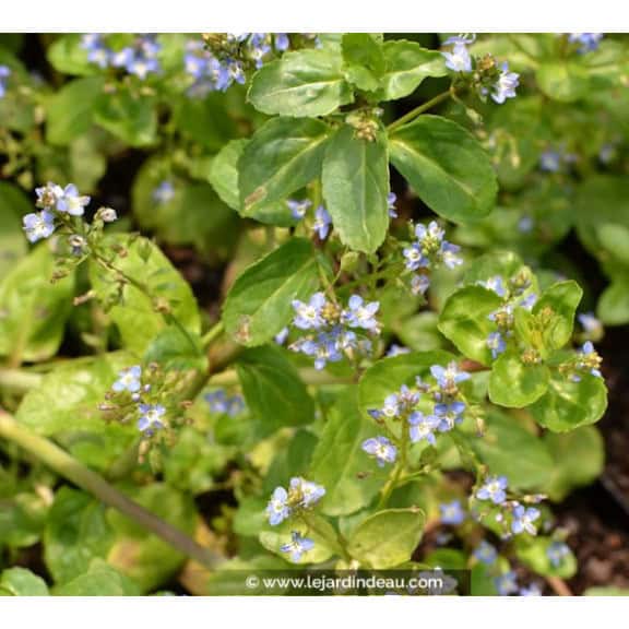 VERONICA beccabunga