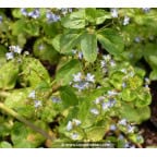 VERONICA beccabunga VERONICA beccabunga