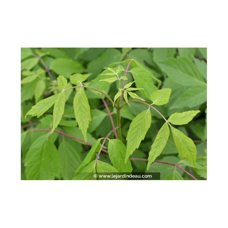 Acer negundo Acer negundo