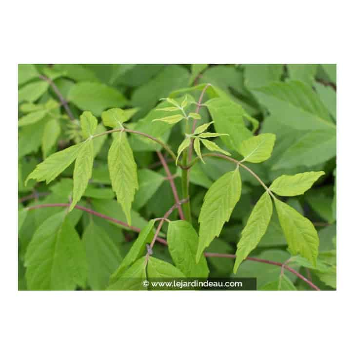 Acer negundo