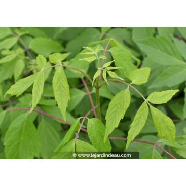 ACER negundo - Érable negundo / Érable à feuille de frêne