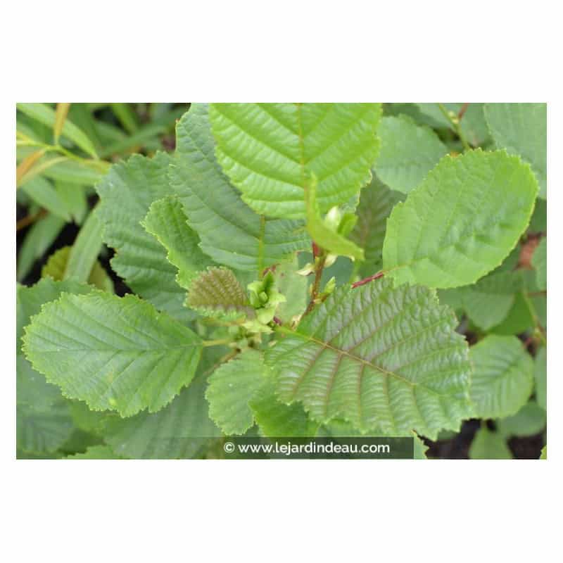 Alnus glutinosa Alnus glutinosa