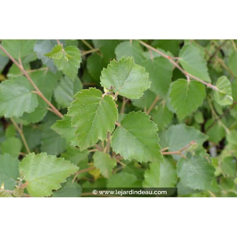 Betula pubescens Betula pubescens