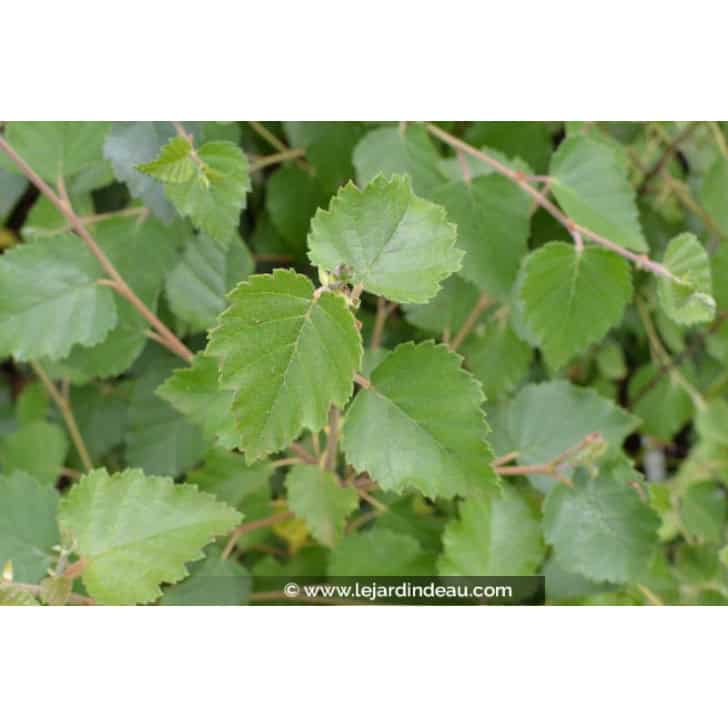 Betula pubescens