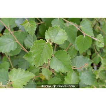 BETULA pubescens - Bouleau de marais