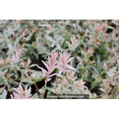 SALIX integra \'Hakuro Nishiki\' - Saule crevette