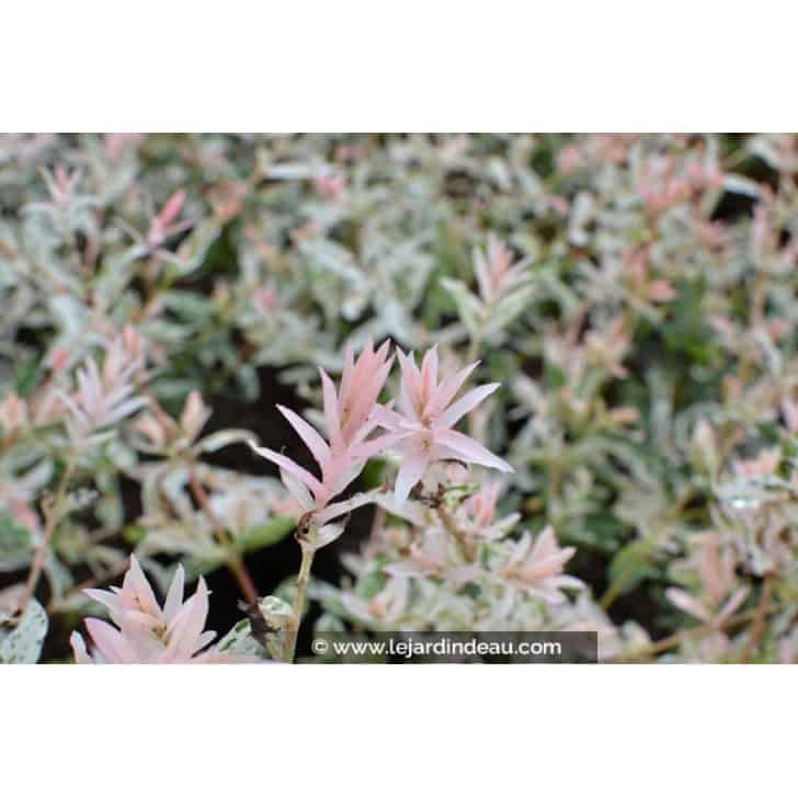 SALIX integra 'Hakuro Nishiki'