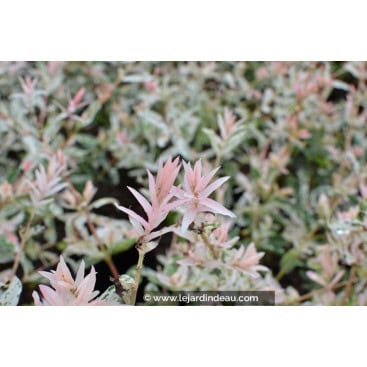 SALIX integra \'Hakuro Nishiki\' - Saule crevette