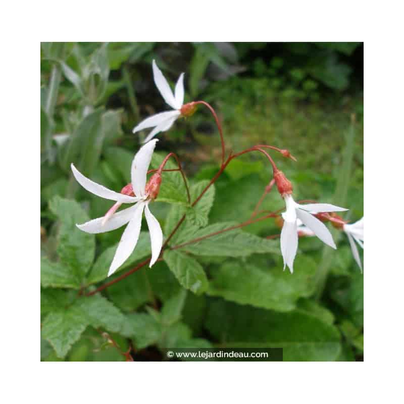 GILLENIA trifoliata GILLENIA trifoliata