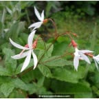GILLENIA trifoliata GILLENIA trifoliata