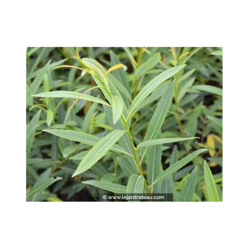 Salix irrorata Salix irrorata