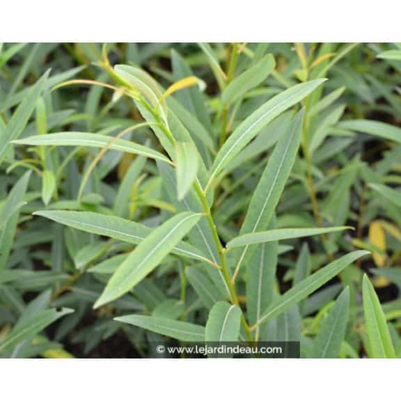 Salix irrorata