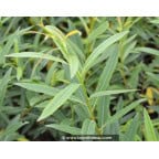 Salix irrorata Salix irrorata