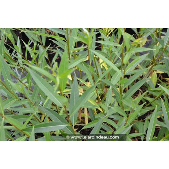SALIX alba