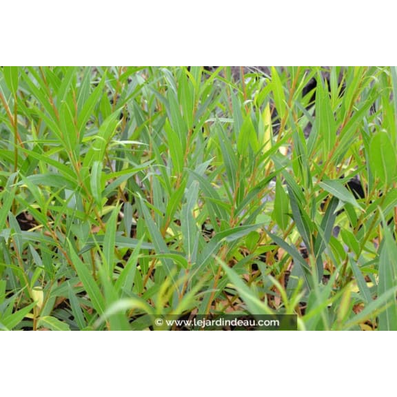 SALIX viminalis