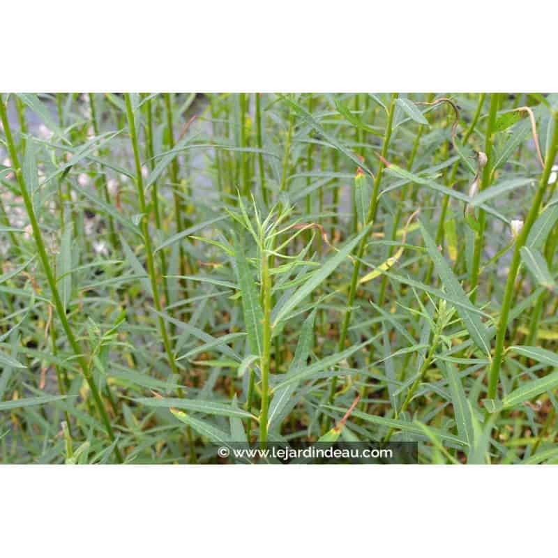 SALIX triandra SALIX triandra