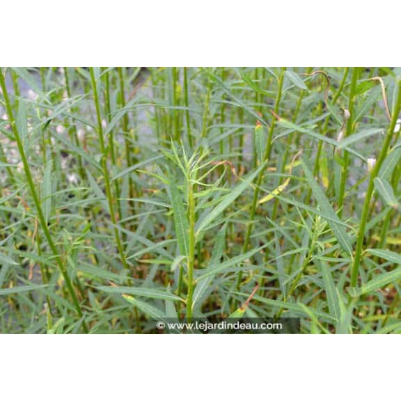 SALIX triandra