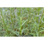 SALIX triandra SALIX triandra