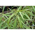 Salix acutifolia 'Blue Streak' Salix acutifolia 'Blue Streak'