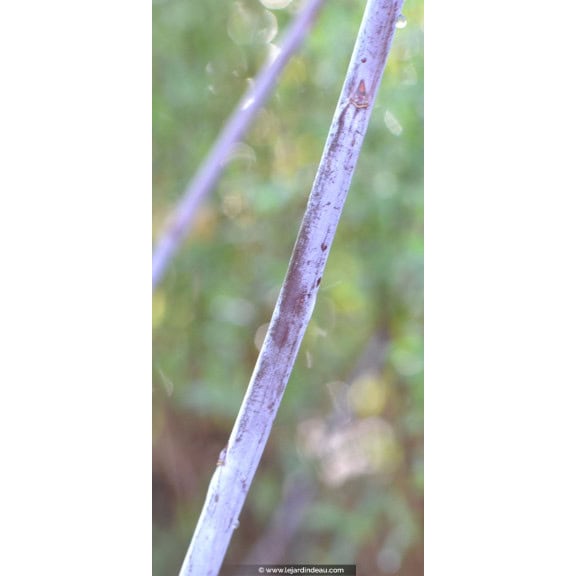 Salix acutifolia 'Blue Streak'