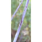 Salix acutifolia 'Blue Streak' Salix acutifolia 'Blue Streak'