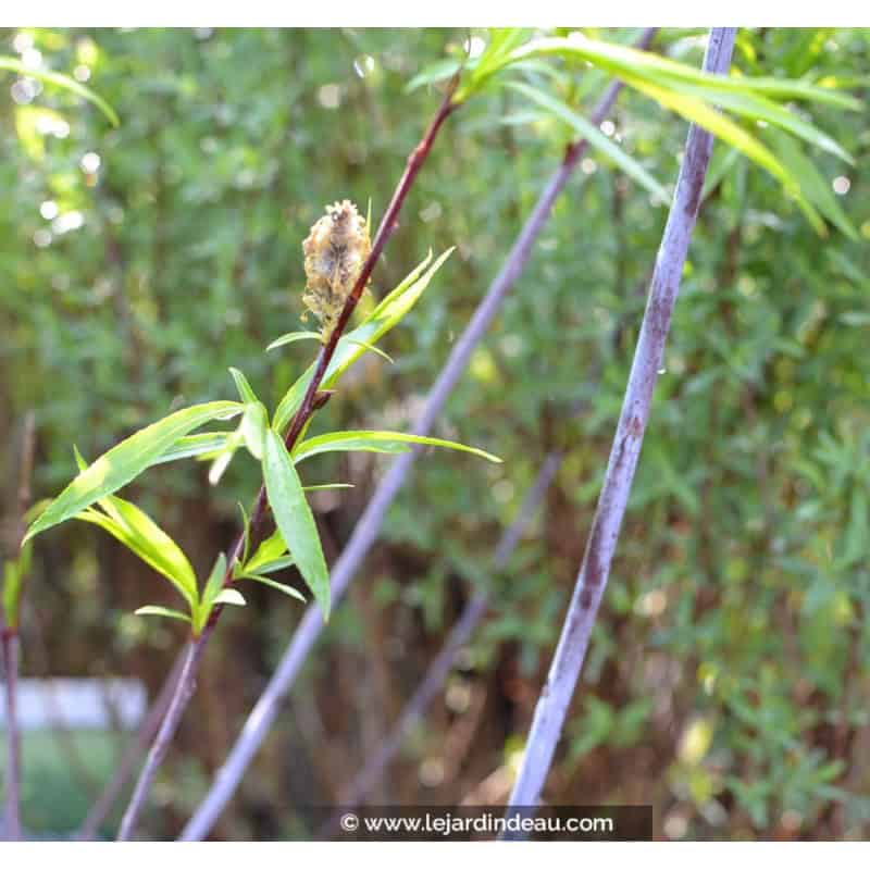 Salix acutifolia 'Blue Streak' Salix acutifolia 'Blue Streak'