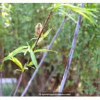 Salix acutifolia 'Blue Streak' Salix acutifolia 'Blue Streak'